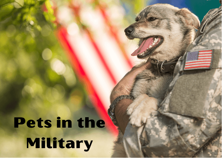 Dogs on Deployment